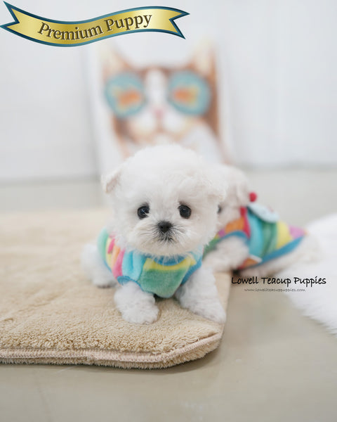 Teacup Bichon Frise Male [Buddy]