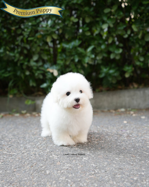 Mini Coton de Tulear Male [Papou]