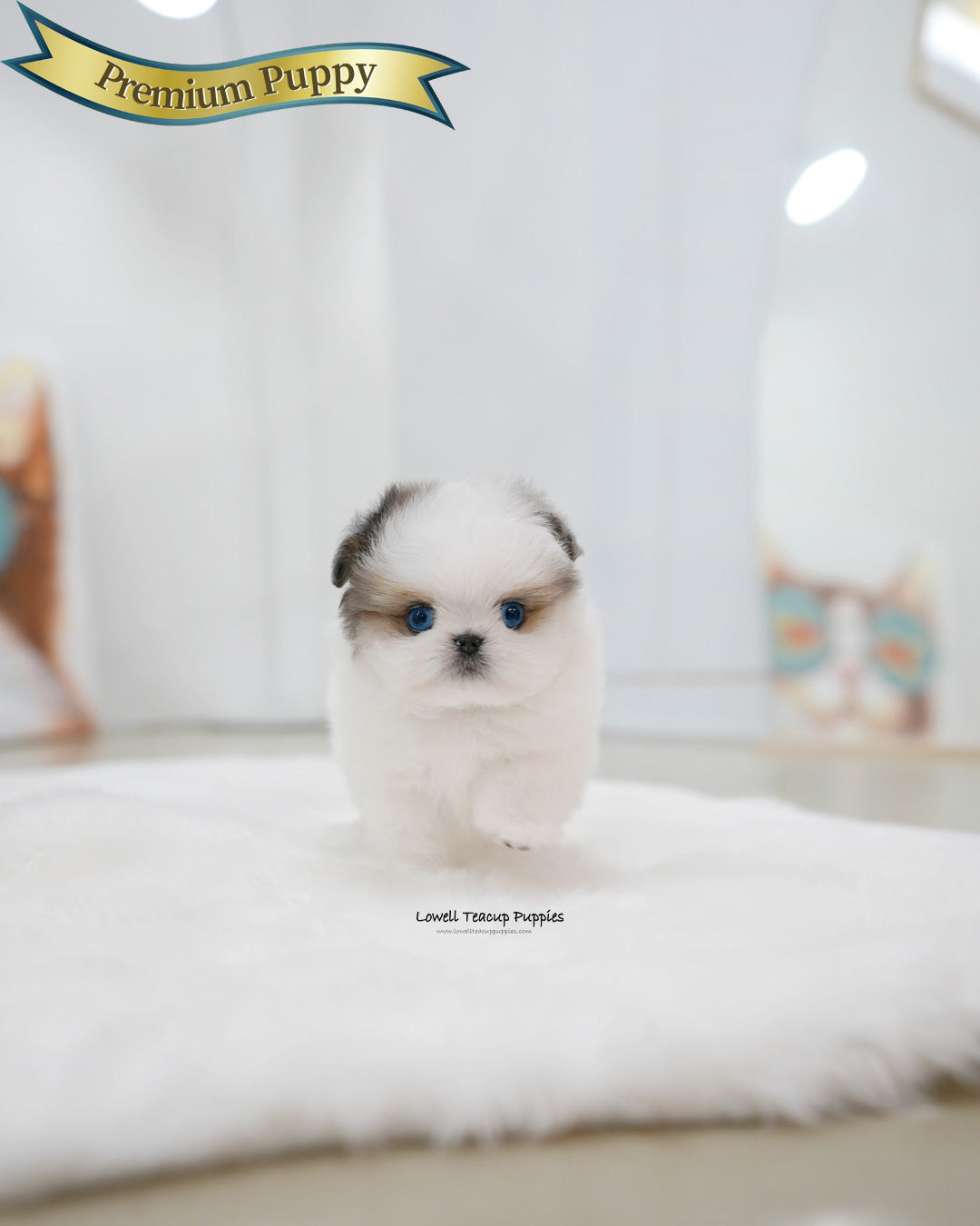 Teacup Maltipom Male [Star]