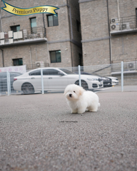 Mini Coton de Tulear Male [Dubu]