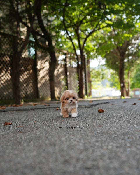 Teacup Maltipoo Male [Zeke]
