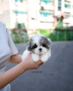 Teacup Maltipoo Female [Sugar]