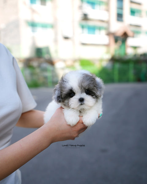 Teacup Maltipoo Female [Sugar]