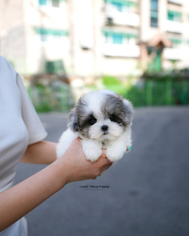 Teacup Maltipoo Female [Sugar]