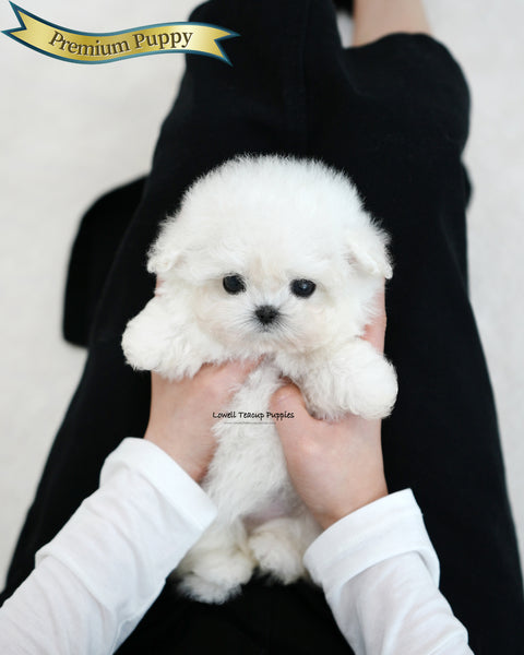 Teacup Bichon Frise Female [Celine]