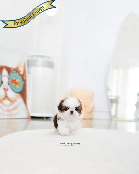 Teacup ShihTzu Female [Darling]