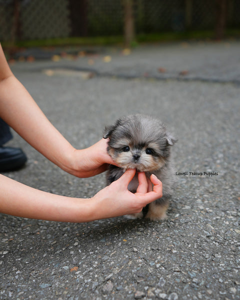 Teacup Maltipom Male [Hugo]