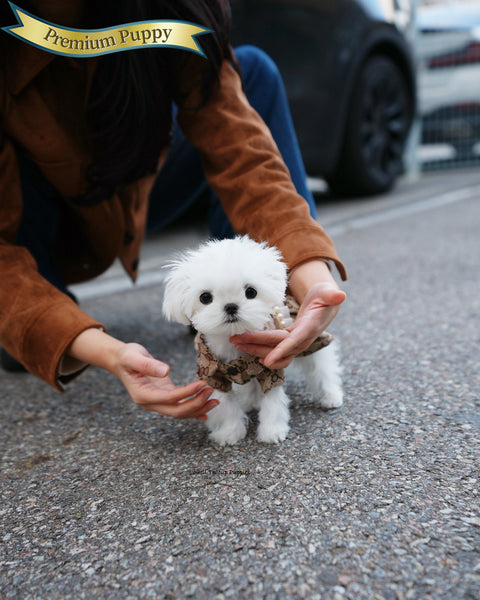 Teacup Maltese Female [Hana]