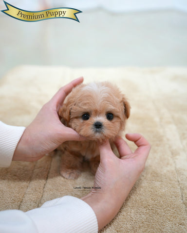 Teacup Maltipoo Female [Nori]