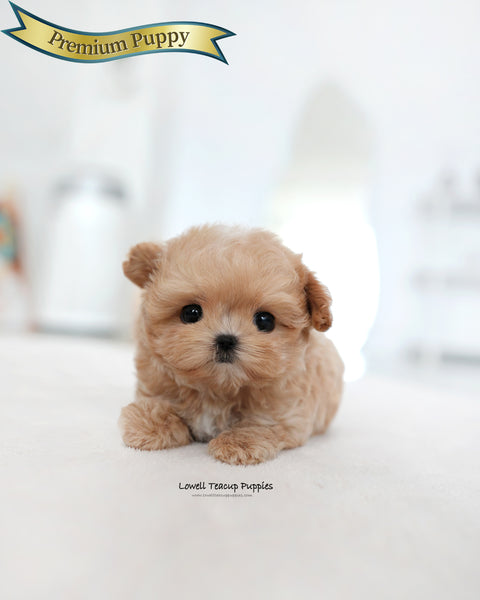 Teacup Maltipoo Male [Manon]