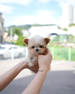 Teacup Maltipoo Male [Titi]