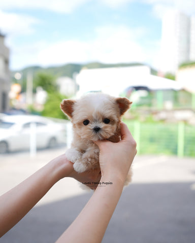 Teacup Maltipoo Male [Titi]