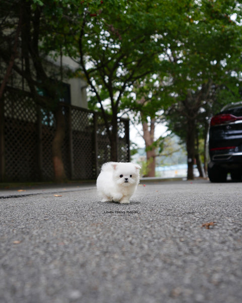 Teacup Maltese Female [Poki]