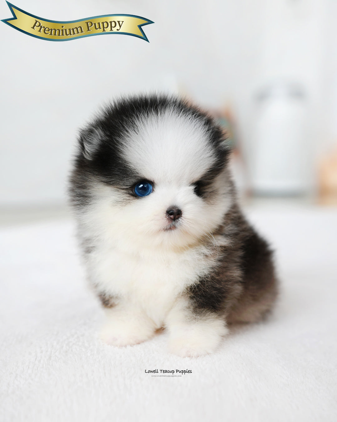 Mini Pomsky Male [Chopa]