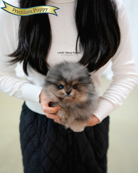 Teacup Pomeranian Male [Moon]