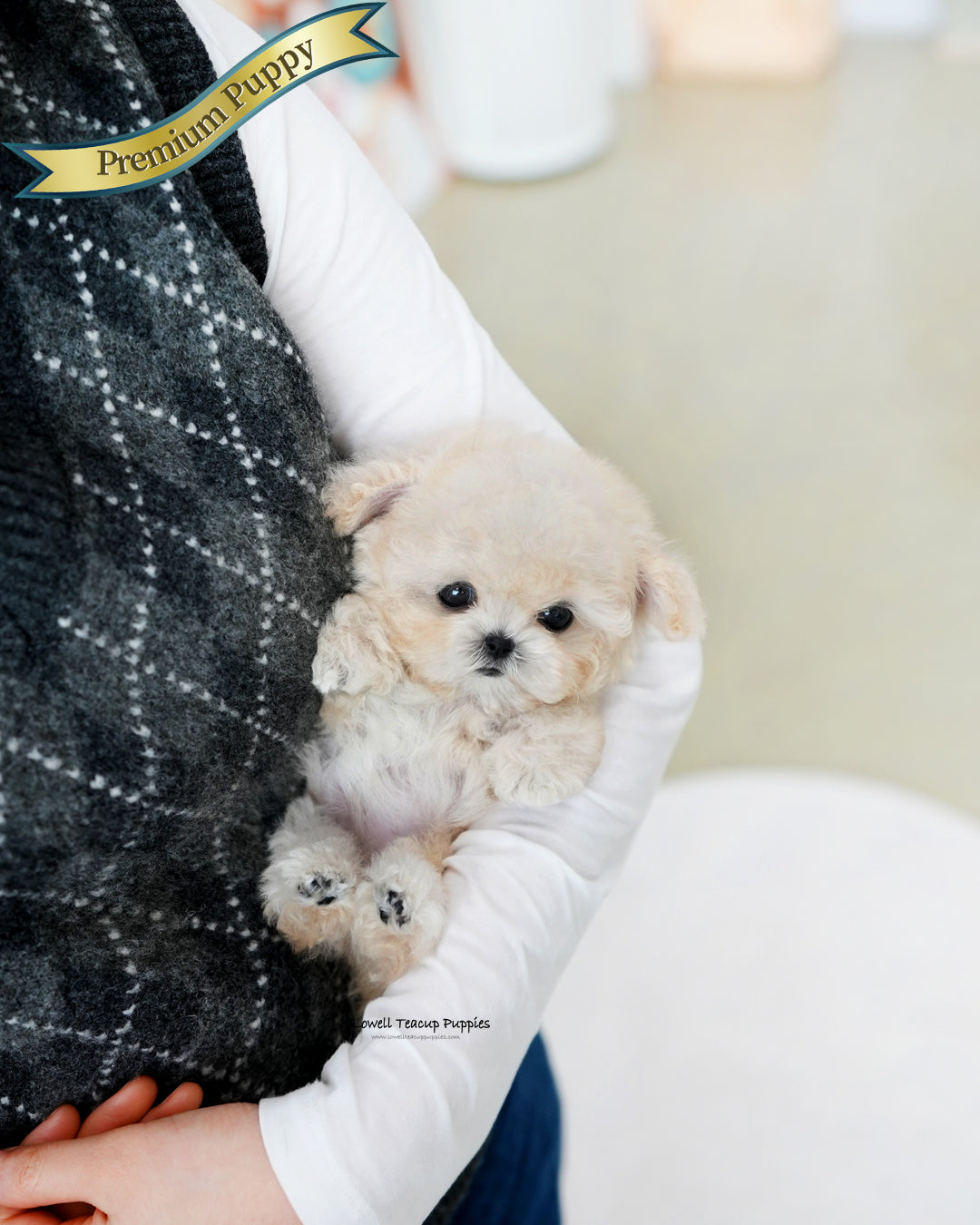 Teacup Poodle Female [Mochi]