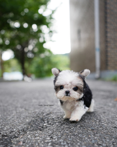Teacup Morkie Female [Prada]