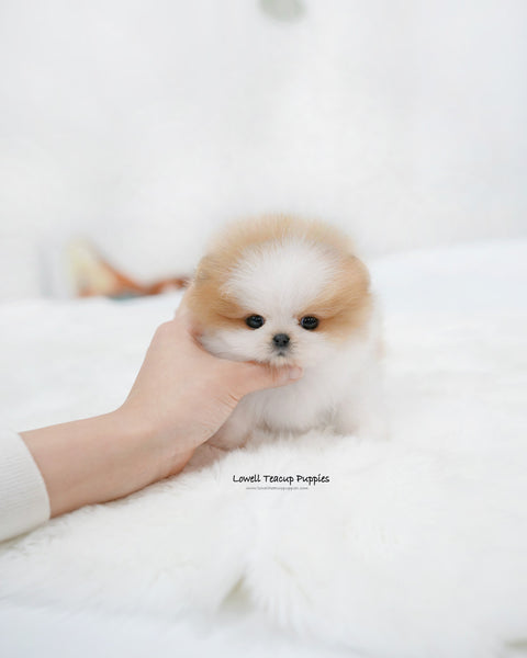 Teacup Pomeranian Female [Celine]