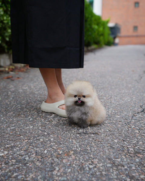 Teacup Pomeranian Male [Lucian]