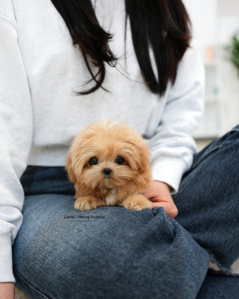 Teacup Maltipoo Female [Ringo]