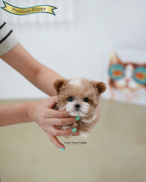 Teacup Maltipoo Male [Mickey]