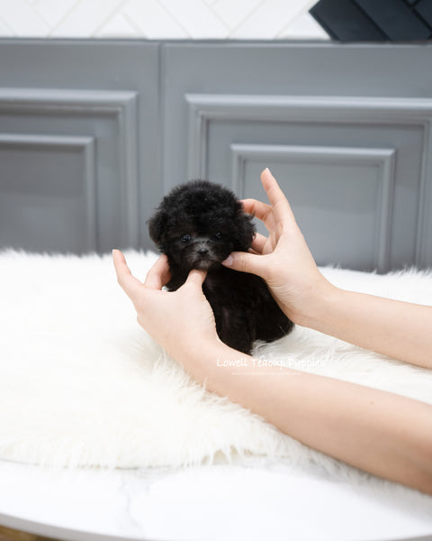 Teacup Poodle Female [Chloe]