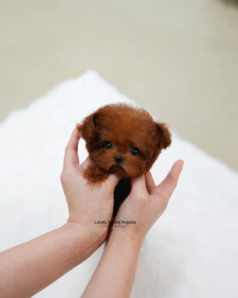 Teacup Poodle Female [Ruby]