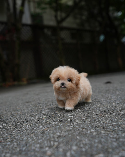 Teacup Maltipoo Male [Paco]