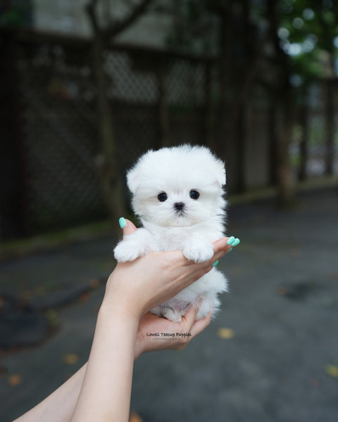 Teacup Maltese Male [Lime]