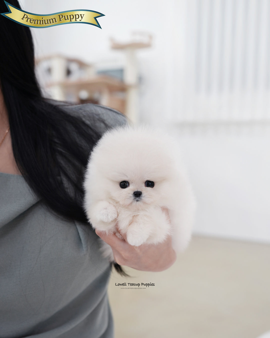 Teacup Pomeranian Female [Kiara]