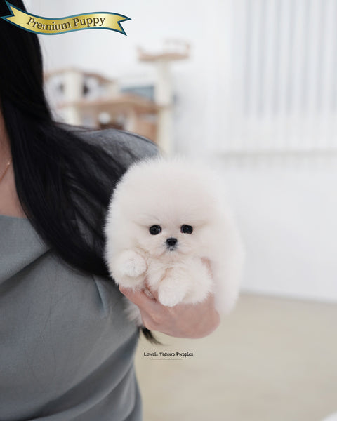 Teacup Pomeranian Female [Kiara]
