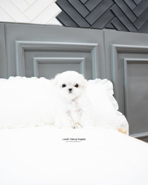 Teacup Maltese Male [Snow]