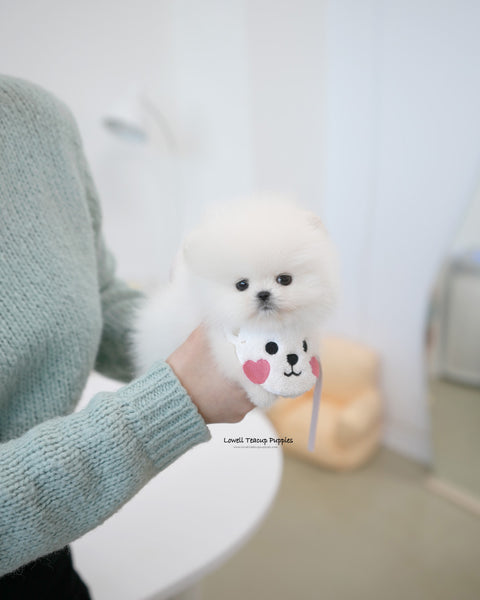 Teacup Pomeranian Female [Emily]