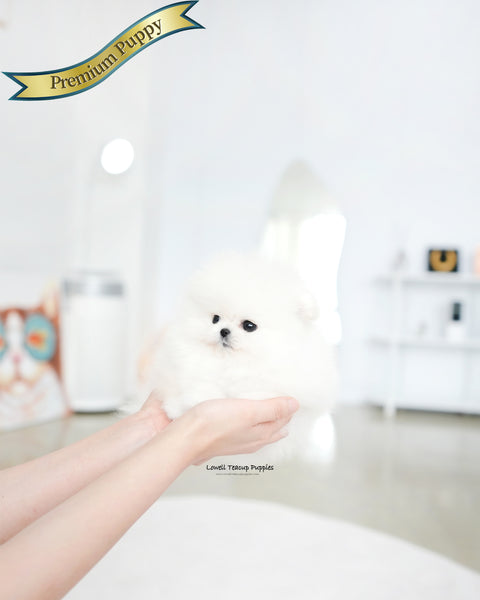 Teacup Pomeranian Male [Marshmallow]