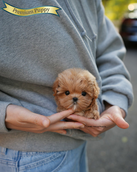 Teacup Maltipoo Female [Mila]