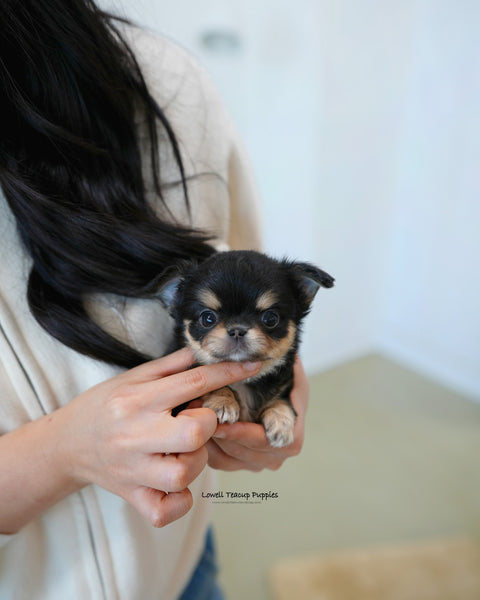 Teacup long hair Chihuahua Female [Dotty]