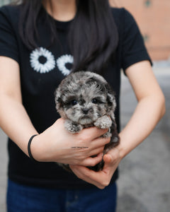 Teacup Poodle Female [Elle]