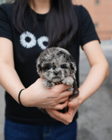Teacup Poodle Female [Elle]