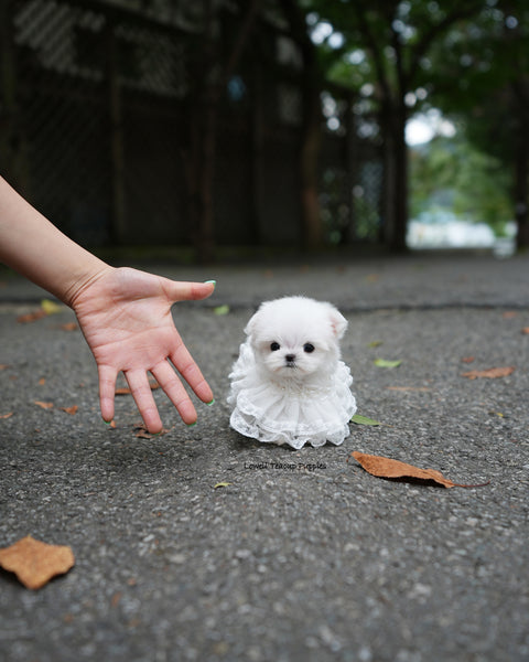 Teacup Maltese Female [Helen]