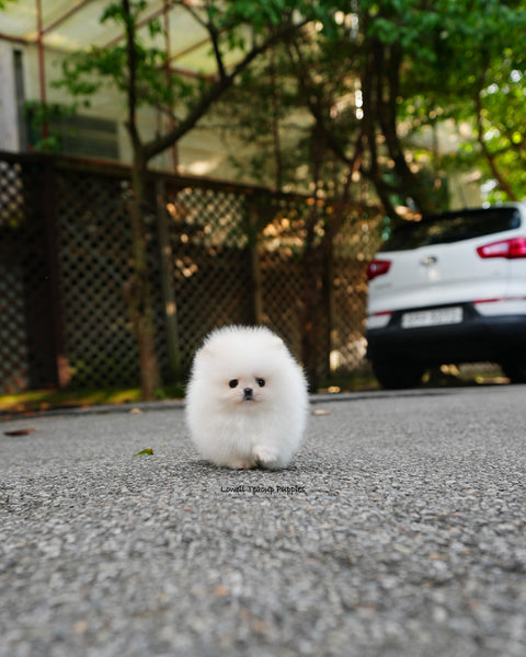 Teacup Pomeranian Female [Nora]