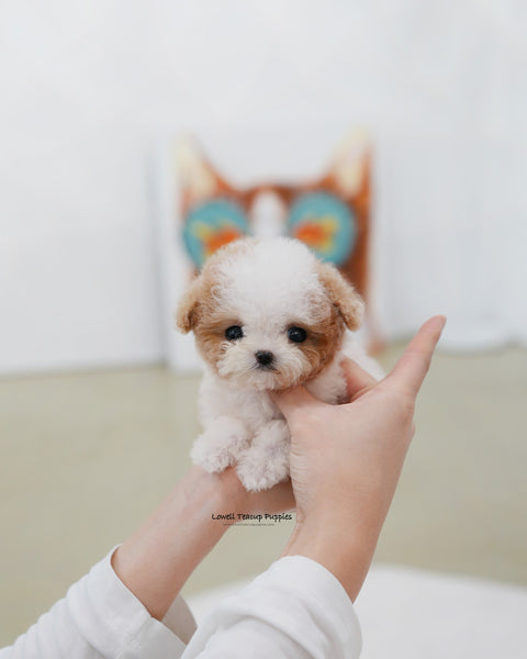 Teacup Maltipoo Female [Apple]