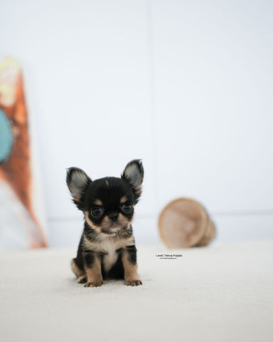 Teacup Chihuahua Male [Dewey]