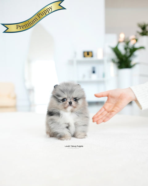 Teacup Pomeranian Male [Dewey]