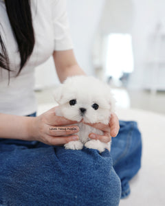 Teacup Maltese Female [Tiki]