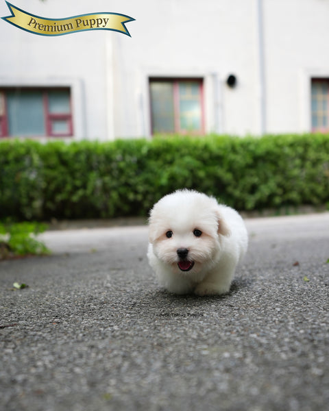 Mini Coton de Tulear Male [Goofy]
