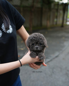 Teacup Poodle Female [Ivy]