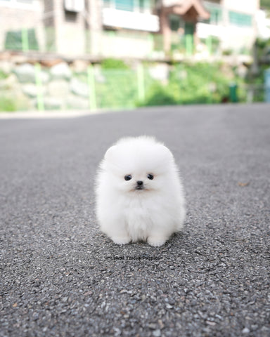 Teacup Pomeranian Male [Lolly]