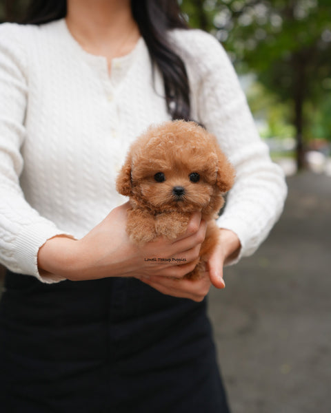 Teacup Poodle Male [Orin]