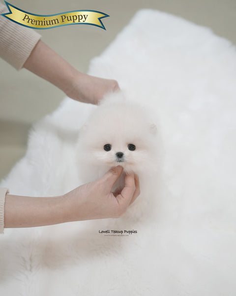 Teacup Pomeranian Male [Roi]