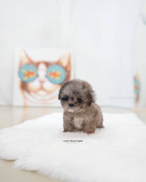 Teacup Maltipoo Female [Marine]